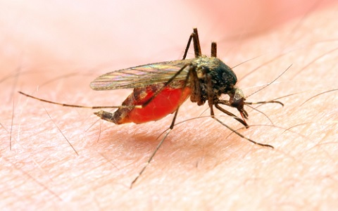 Anopheles funestus malaria